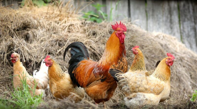 Wishslot - Bulu Ayam: Potensi Baru sebagai Bahan Bakar Hidrogen