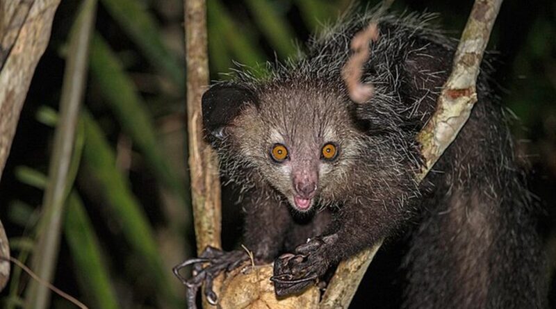 Wishslot - Aye-Aye: Si Lemur Unik dengan Jari Tengah Panjang