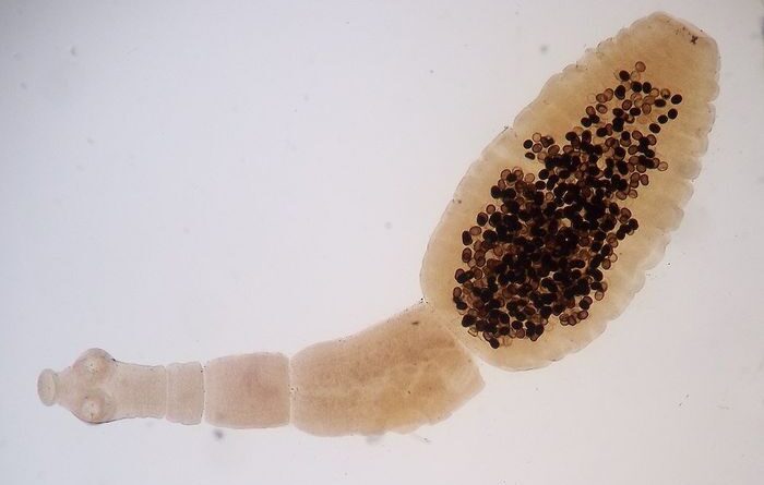 Pestaslot - Echinococcosis: Parasit Misterius yang Bersarang